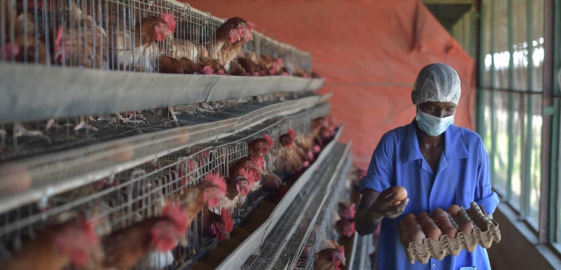 O crescimento das exportações brasileiras de carne de frango e suína e sua logística